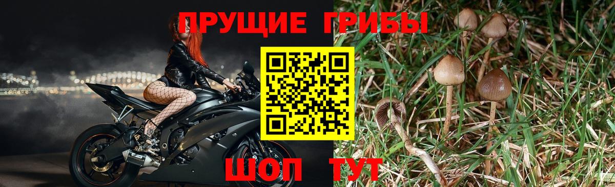 Галлюциногенные грибы GOLDEN TEACHER Северск